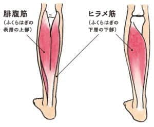 【春日部のやぎはし整体院】腓腹筋の調整で腰部を整える
