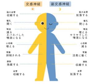 【春日部のやぎはし整体院】自律神経を調整して、腰部を整える