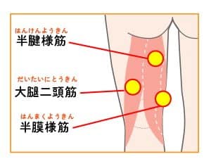 【春日部のやぎはし整体院】ハムストリングスの調整で腰部を整える