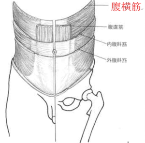 【春日部のやぎはし整体院】腰の整体は、インナーマッスルが重要！