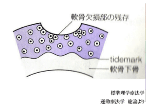 【春日部のやぎはし整体院】ひざの軟骨は再生する！！