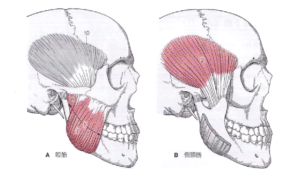 【春日部のやぎはし整体院】春日部で「突発性難聴」専門の整体院