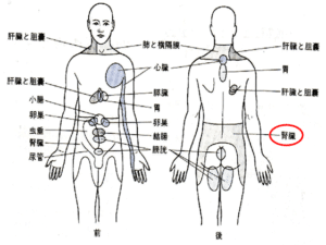 【春日部のやぎはし整体院】腎臓を調整して、腰部を整える！！
