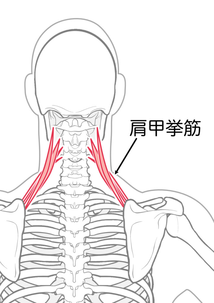 【春日部のやぎはし整体院】痛めやすい筋肉2つを根本改善専門の整体院が解説